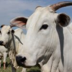 Agropecuária cresce 6,8% e impulsiona PIB brasileiro no segundo trimestre