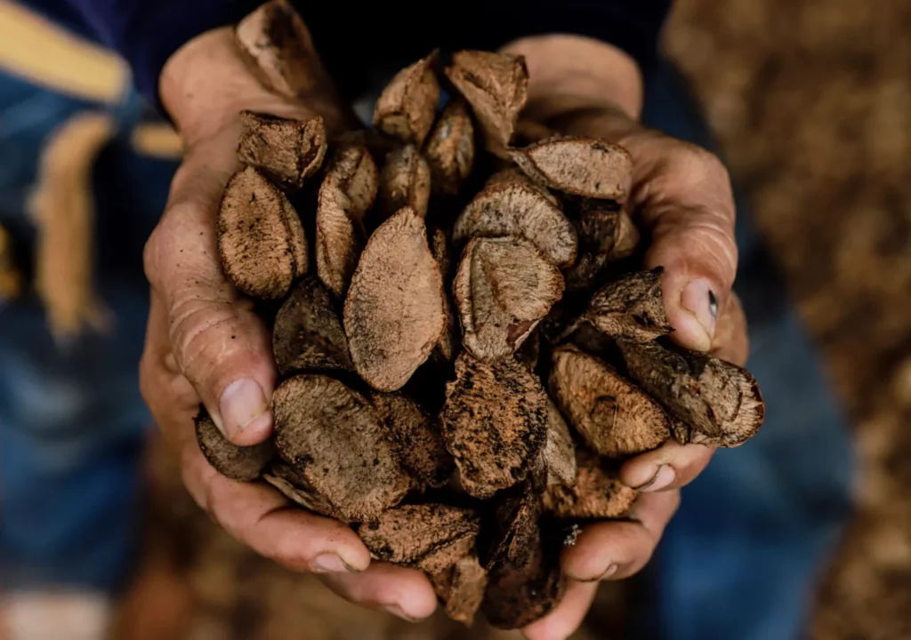 Castanha movimenta US$ 12,5 milhões e fortalece exportações do Acre