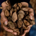 Castanha movimenta US$ 12,5 milhões e fortalece exportações do Acre