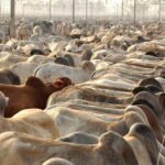 China suspende frigoríficos brasileiros e reacende alerta no setor de carne bovina