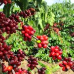 Aeronaves, petróleo, café e carne ficam fora de tarifa de 25% dos EUA contra o Brasil