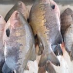 Rio Branco prepara mercados e Ceasa para comercializar 146 toneladas na 15ª Feira do Peixe