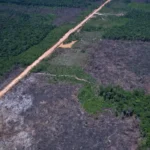 Entidades criticam urgência do PL 2.564/2025 e alertam para enfraquecimento do embargo ambiental