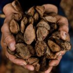 Idesam abre bolsas e paga imersão de 15 dias para acelerar bioeconomia na Amazônia