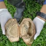 Suspeita de monilíase em Marechal Thaumaturgo acende alerta para transporte de frutos e mudas no Juruá