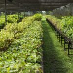 Governo do Acre abre edital para captar até R$ 300 mil em patrocínio para ações ambientais de junho