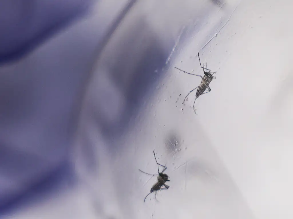 Casos prováveis de dengue no Acre caem 75,5% em 2026