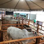 Idaf reforça controle sanitário de animais durante a Expoacre Juruá