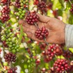 Mâncio Lima lidera produção de café no Juruá com 341 toneladas