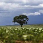 CMN amplia renegociação de dívidas rurais por perdas climáticas