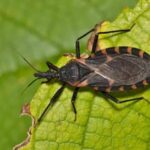 Desmatamento altera risco de leishmaniose e Chagas no Acre, apontam pesquisas