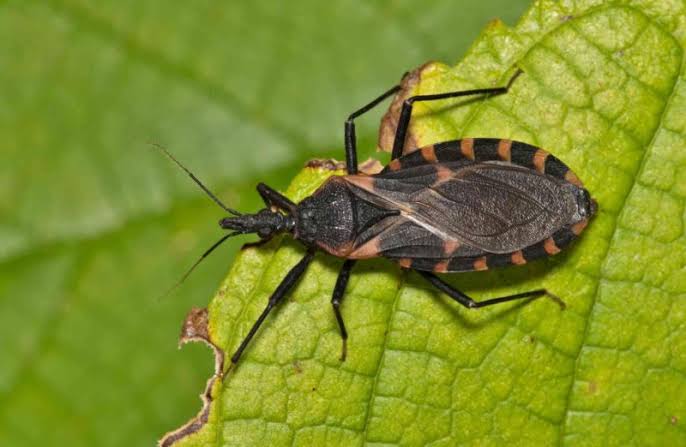 Desmatamento altera risco de leishmaniose e Chagas no Acre, apontam pesquisas