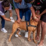 Vacinação antirrábica será feita de casa em casa no Cadeia Velha neste sábado