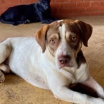 MPF dá 20 dias para Ufac e prefeitura apresentarem plano de resgate de animais abandonados