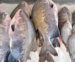 15a-Feira-do-Peixe-10