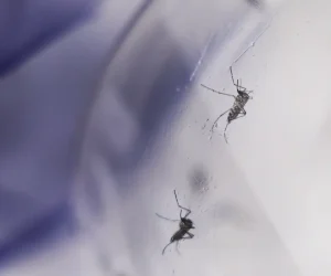 aedes-wolbachia-wolbito-mc_abr_09092025-11