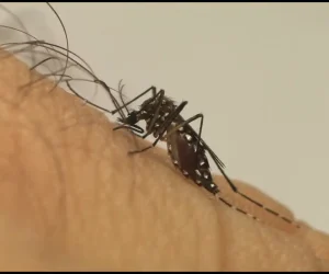 aedes_aegypti