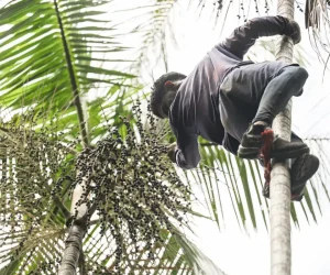 agrofloresta-salvaterra-mc_abr_02102025-18_0