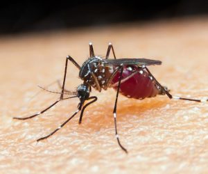 malária, mosquito, Anopheles