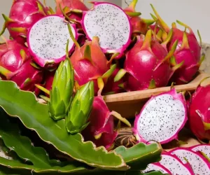 pitaia_p38833_cover_image_resized